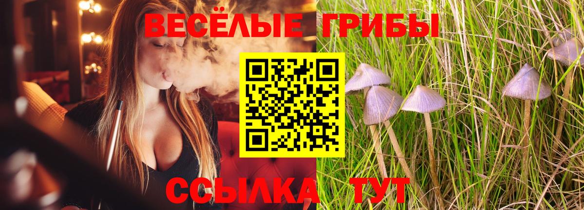 Галлюциногенные грибы Psilocybe Мегион